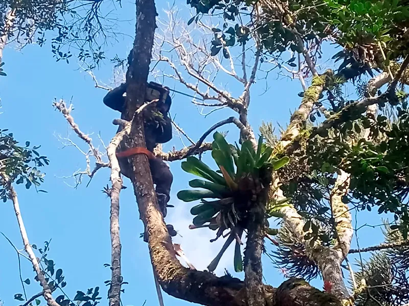 Corte e Poda